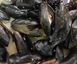 fresh mussels